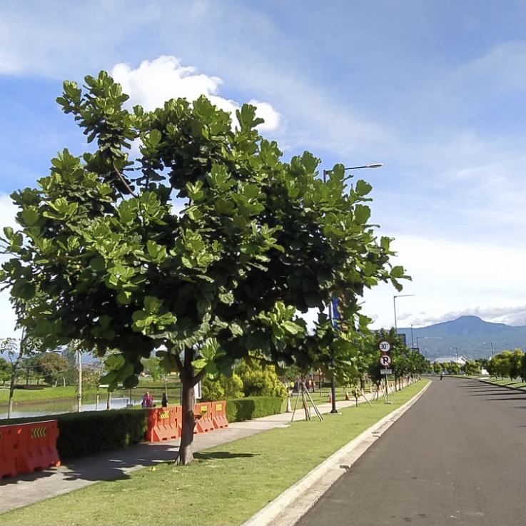 Pohon Biola Cantik